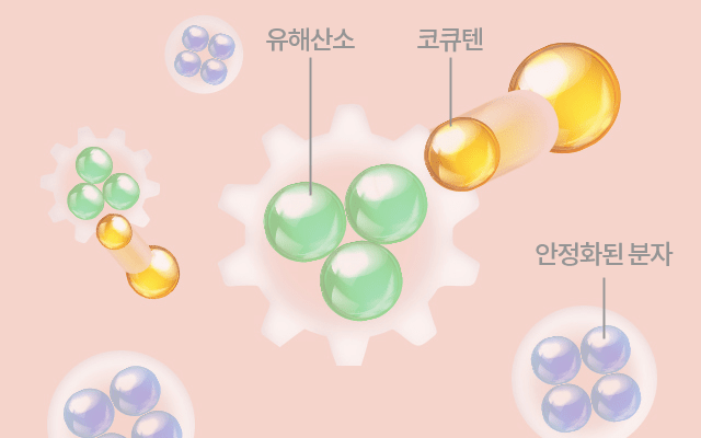 코큐텐이 유해산소 공격 설명 일러스트