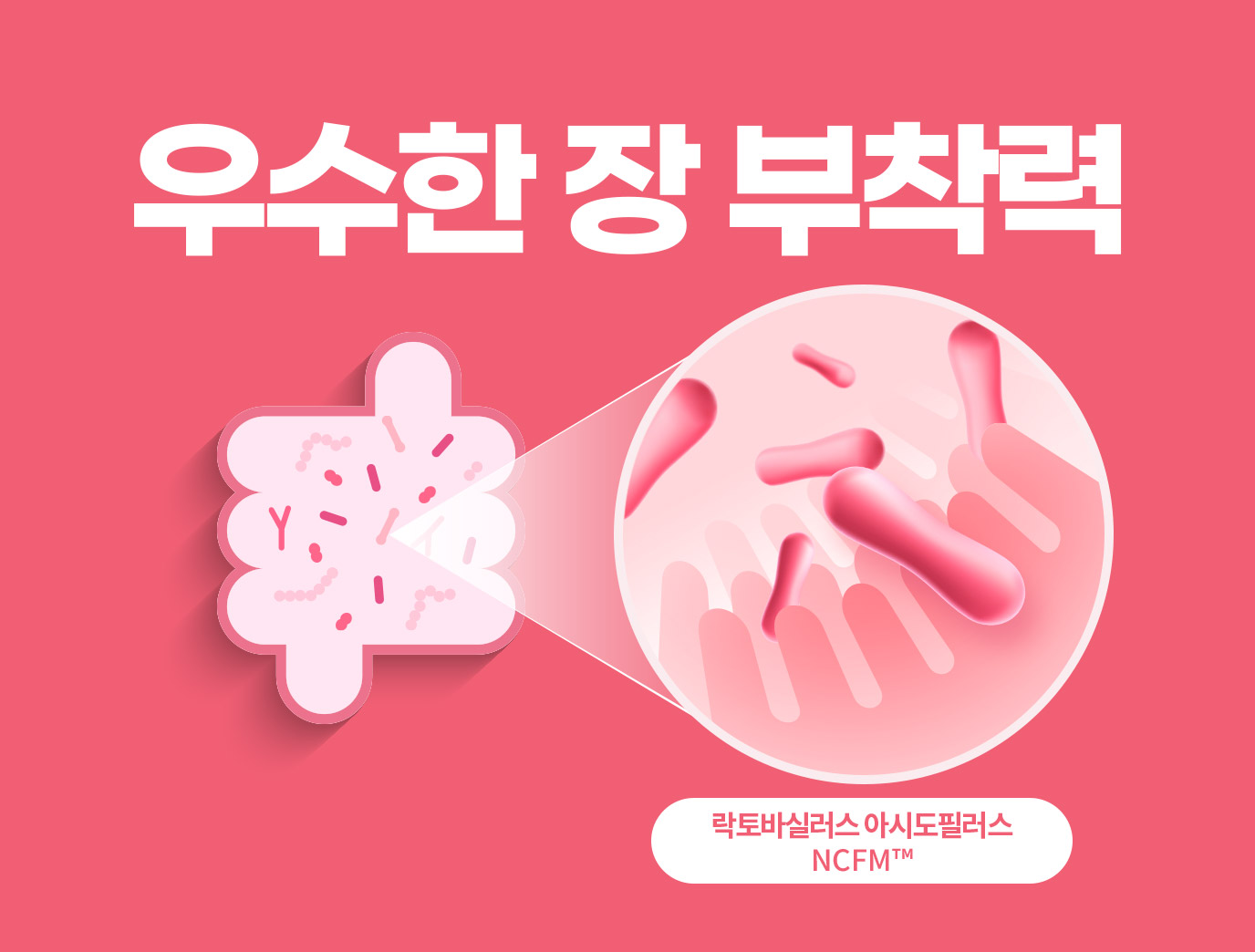우수한 장 부착력 락토바실러스 아시도필러스 NCFM™