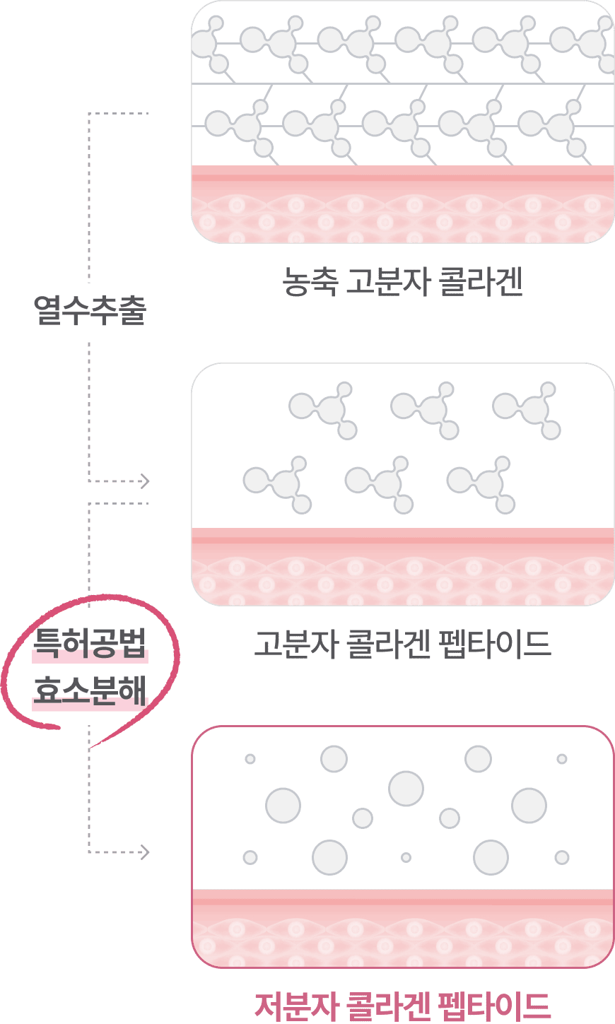 열수추출 : 농축 고분자 콜라겐 -> 고분자 콜라겐 펩타이드 / 특허공법 효소분해 : 고분자 콜라겐 펩타이드 -> 저분자 콜라겐 펩타이드”>
              </dd>
</dl>
<p>            <!-- 저분자 콜라겐 --></p>
<dl class=